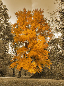 Baum