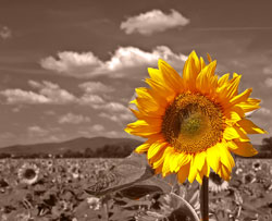 Blume